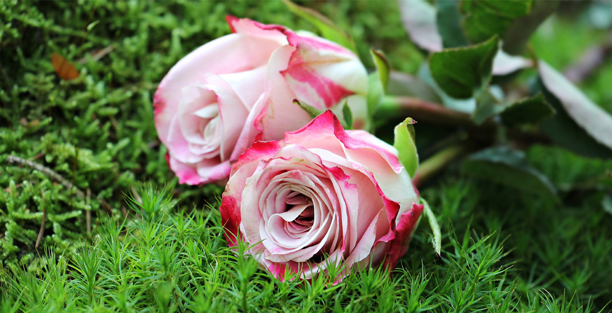 When tragedy strikes, we find comfort in serving others. Creative Commons courtesy Pexels.com.