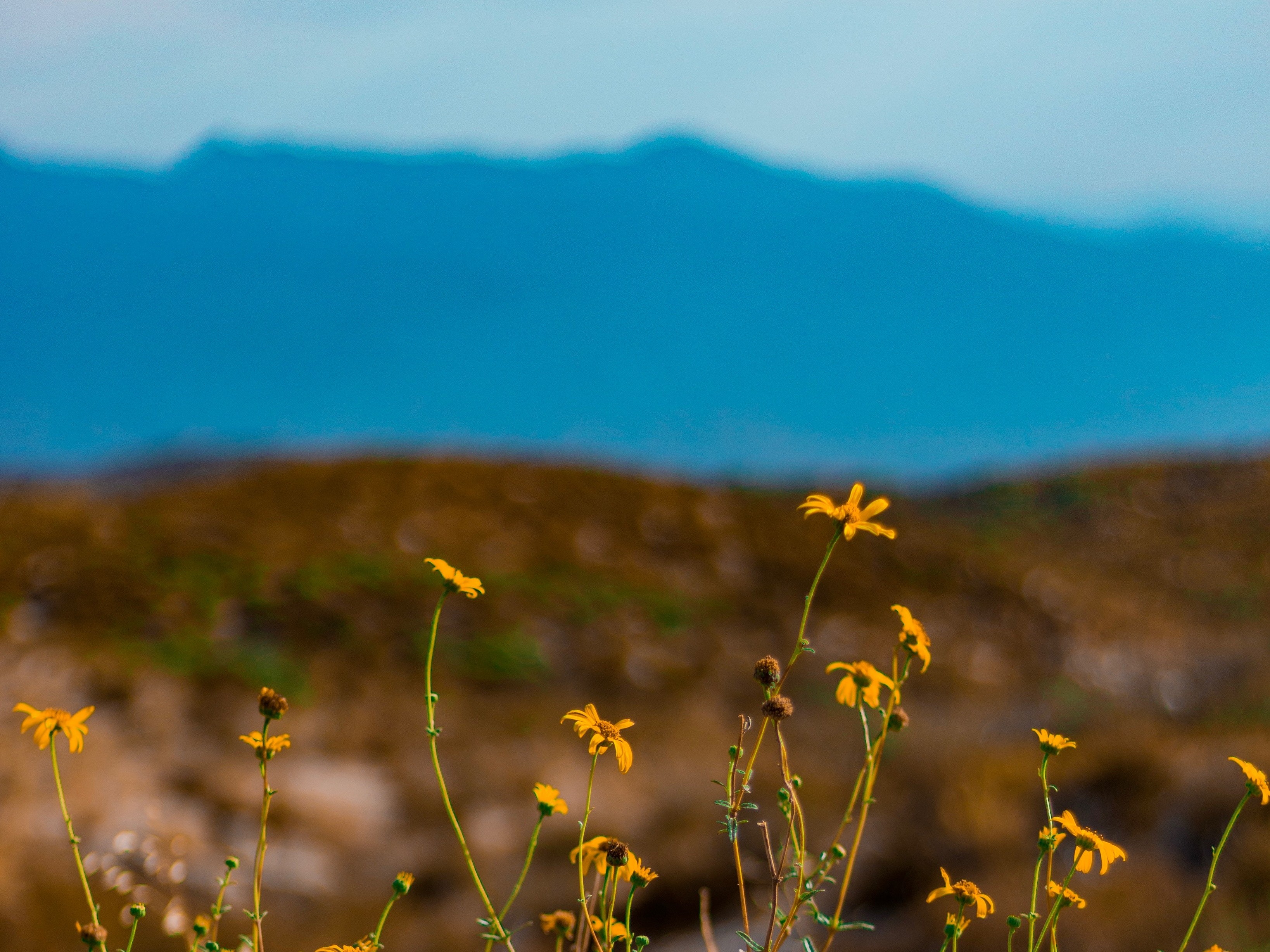 Wildflowers flowers mountain