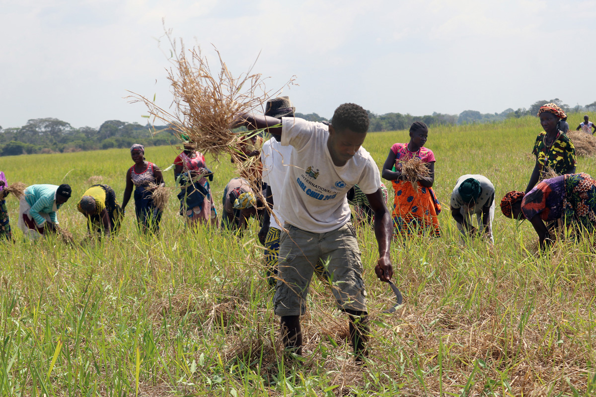 A group of farmers from the Bandakor Village community use knives and sickles to harvest rice in the 75-acre Gbondapi farmland in Pujehun, southern Sierra Leone. The farm is part of the Bishop Yambasu Agriculture Initiative, a pilot project launched by United Methodist Global Ministries in honor of the late Bishop John K. Yambasu who sought to improve food security and strengthen farm communities across Africa. Photo by Phileas Jusu, UM News.