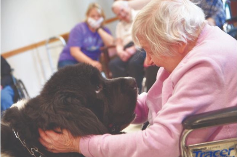 A Missouri couple takes it Newfoundland dogs to nursing homes as part of a canine ministry. Photo courtesy of Missouri Conference of The United Methodist Church.