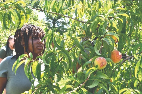 Gardening ministries at local churches throughout the Missouri Conference of The UMC