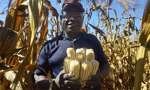 The Rev. Lancelot Mukundu, Nyadire Mission station chair, holds corn cobs from the bumper harvest at Nyadire Mission farm. The farm was one of four United Methodist mission farms in Zimbabwe to receive support from the Yambasu Agriculture Initiative. Photo by Kudzai Chingwe, UM News.