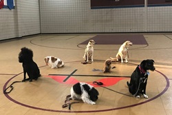 Dogs participate in therapy dog training at Pinnacle View United Methodist Church in Little Rock, Arkansas. Photo courtesy of the Community Pet Ministry at Pinnacle View UMC.