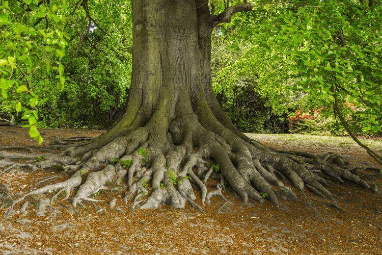 Deeply rooted tree